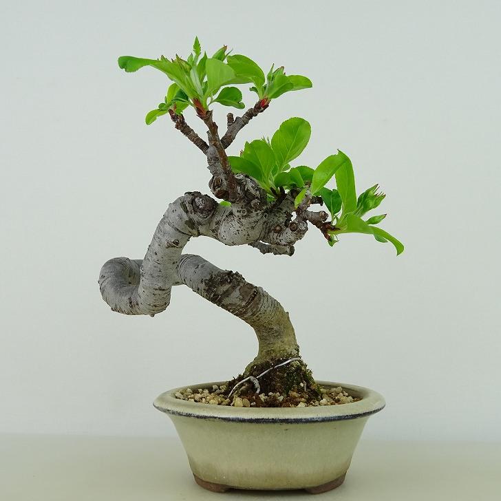盆栽 姫林檎 樹高 約15cm ひめりんご Malus prunifolia 盆栽 姫林檎 樹高 約15cm ひめりんご Malus prunifolia