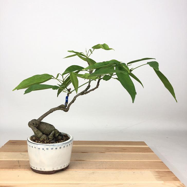 盆栽 藤 台湾サッコウフジ 樹高 約21cm Millettiareticulata ふじ つる