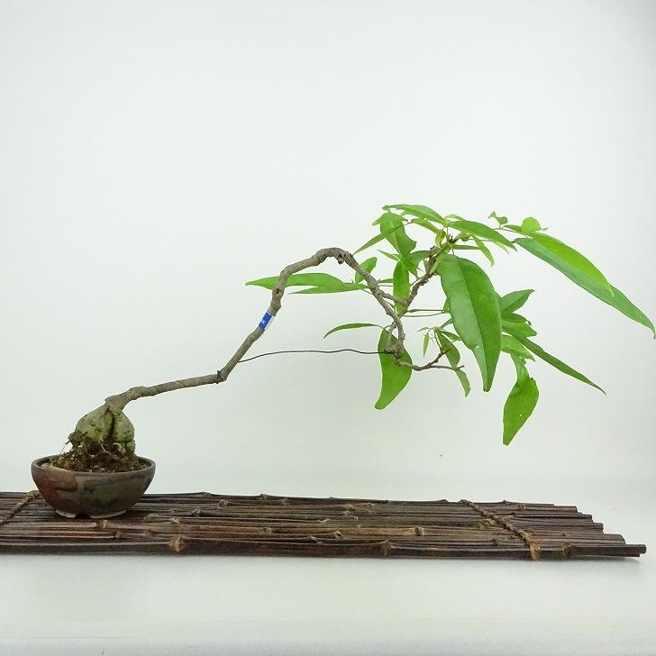 盆栽 藤 台湾サッコウフジ 樹高 約24cm Millettiareticulata ふじ つる