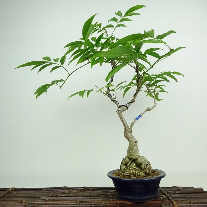 盆栽 貴風盆栽サッコウ藤