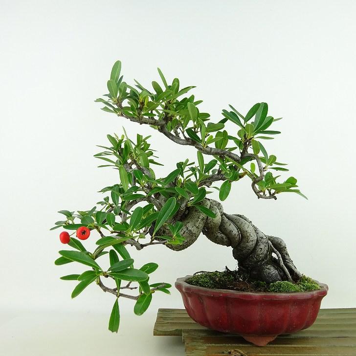 盆栽 ピラカンサ 樹高 約19cm Pyracantha 実物 赤 バラ科 常緑樹 観賞