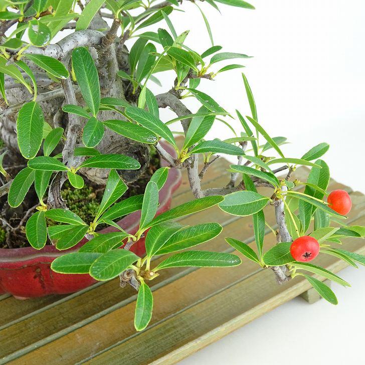 盆栽 ピラカンサ 樹高 約19cm Pyracantha 実物 赤 バラ科 常緑樹 観賞