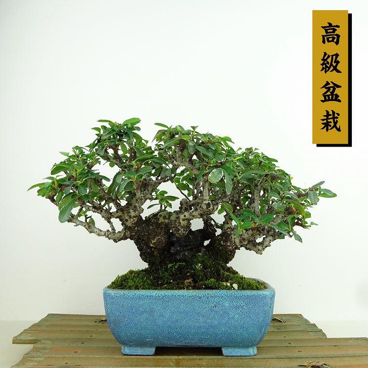 盆栽 The BONSAI栽培セット - 聖新陶芸株式会社｜栽培キットの企画・製造・販売