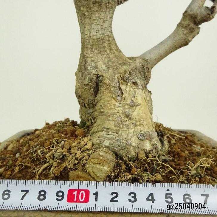 盆栽 藤 一才藤 樹高 約48cm ふじ Wisteria floribunda フジ 盆栽 藤 一才藤 樹高 約48cm ふじ Wisteria floribunda フジ