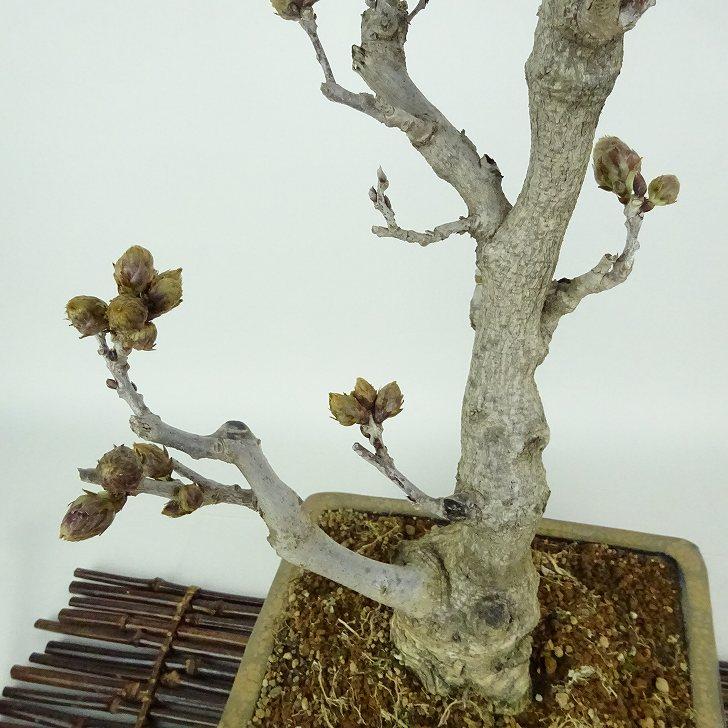 盆栽 藤 一才藤 樹高 約48cm ふじ Wisteria floribunda フジ 盆栽 藤 一才藤 樹高 約48cm ふじ Wisteria floribunda フジ