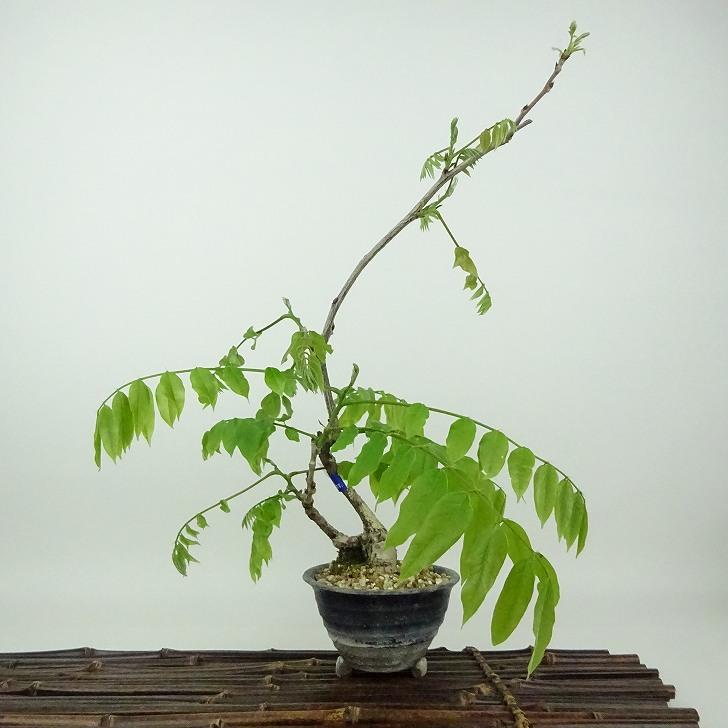 盆栽 藤 樹高 約28cm ふじ Wisteria floribunda フジ つる性 マメ科