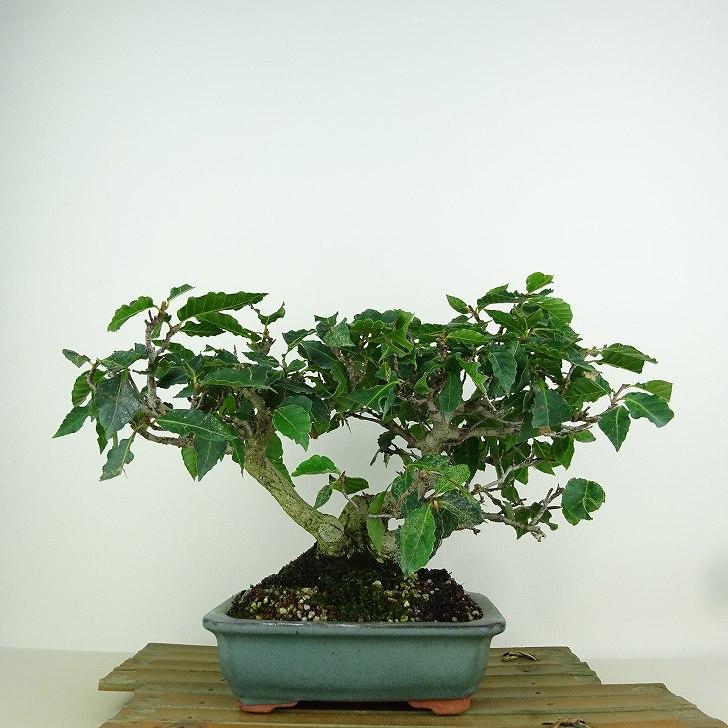 盆栽 『ブナ』 インテリア 園芸 観葉植物 ガーデニング 送料無料 b115
