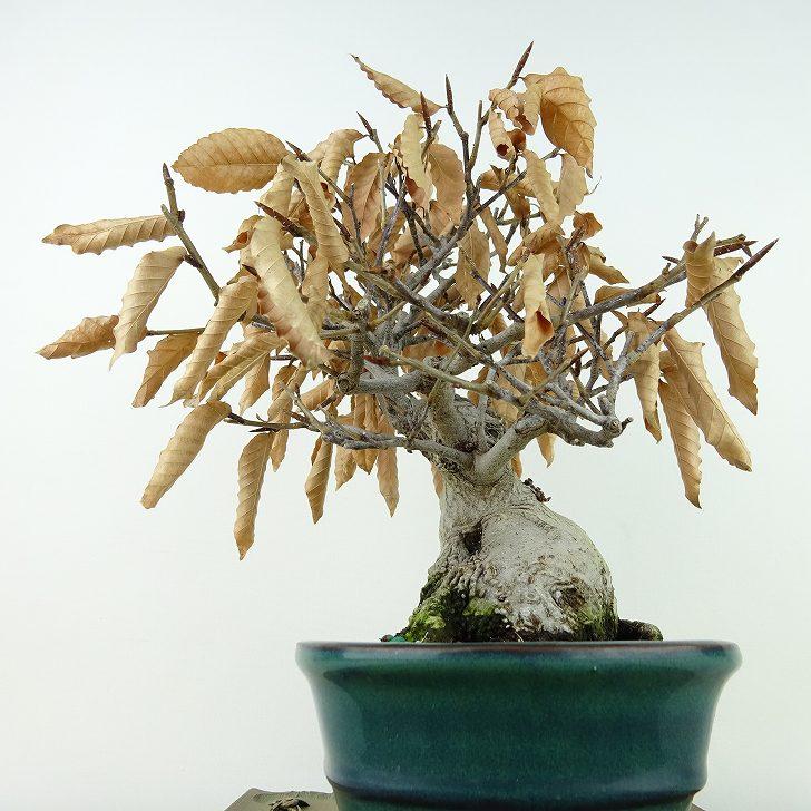 富士ブナ　ぶな　山毛欅　大品盆栽　引取り限定　植物　シンボルツリー 富士ブナ ぶな 山毛欅 大品盆栽 引取り限定 植物 シンボルツリー