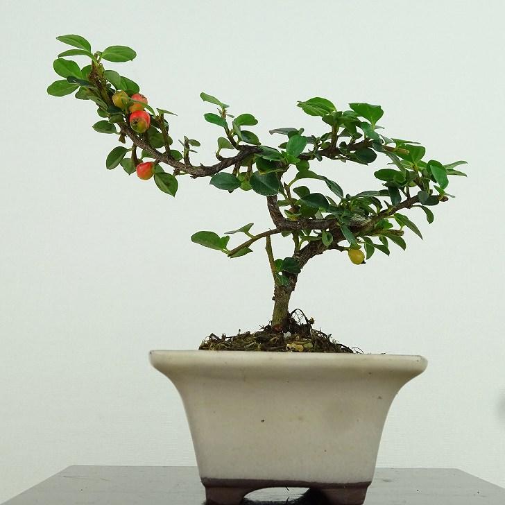 盆栽 紅紫檀 樹高 約9cm べにしたん Cotoroneaster horizantalis 盆栽 紅紫檀 樹高 約9cm べにしたん Cotoroneaster horizantalis