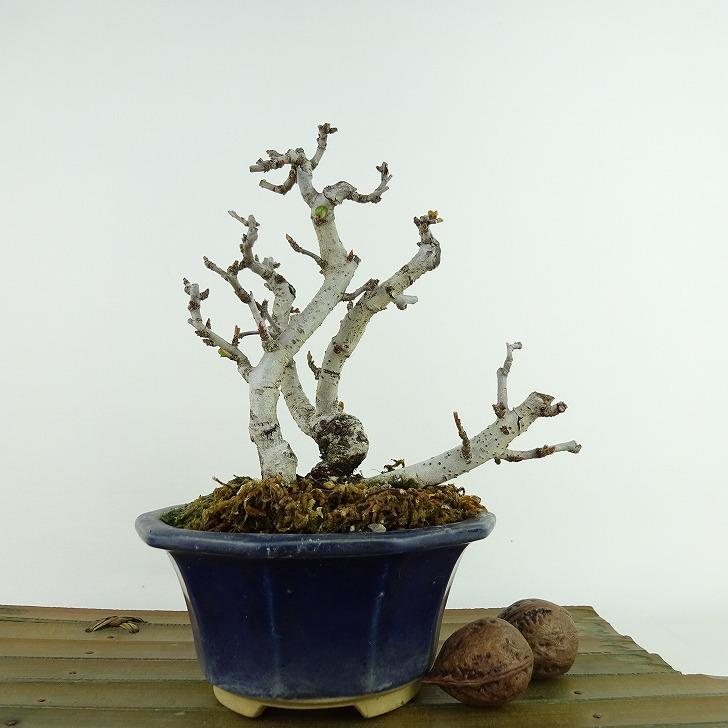 盆栽 木瓜 樹高 約14cm ぼけ Chaenomeles speciosa ボケ 白 白花 盆栽 木瓜 樹高 約14cm ぼけ Chaenomeles speciosa ボケ 白 白花