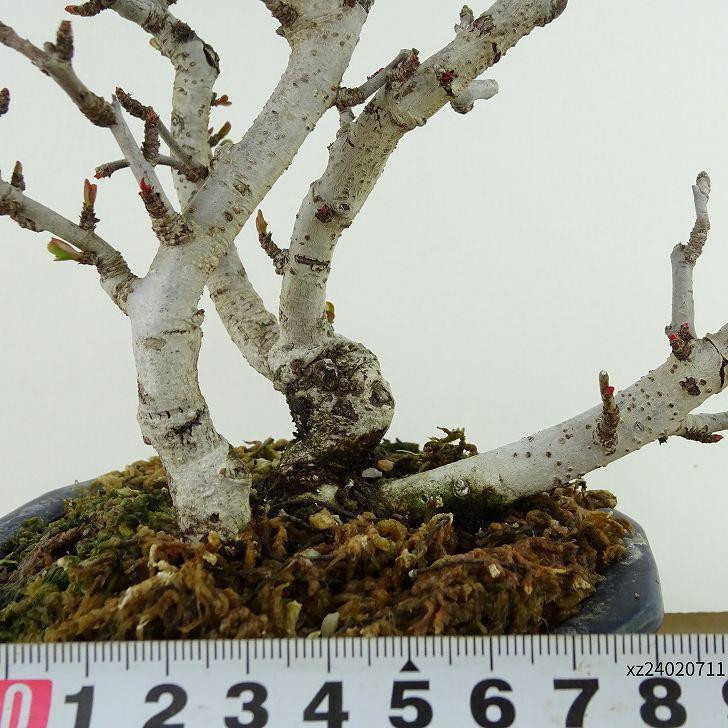 盆栽 木瓜 樹高 約14cm ぼけ Chaenomeles speciosa ボケ 白 白花 盆栽 木瓜 樹高 約14cm ぼけ Chaenomeles speciosa ボケ 白 白花