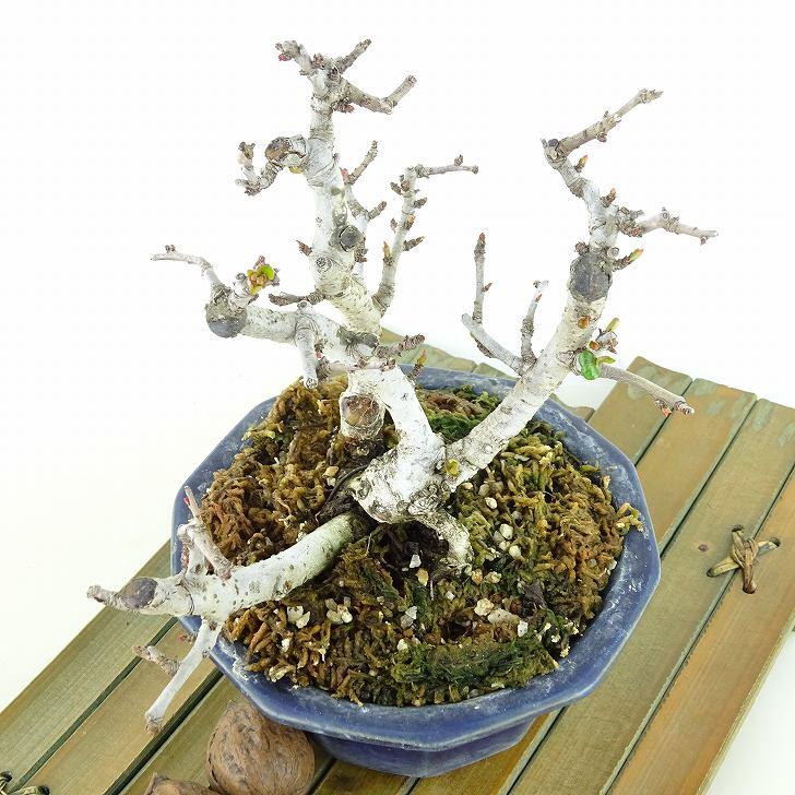 盆栽 木瓜 樹高 約14cm ぼけ Chaenomeles speciosa ボケ 白 白花 盆栽 木瓜 樹高 約14cm ぼけ Chaenomeles speciosa ボケ 白 白花