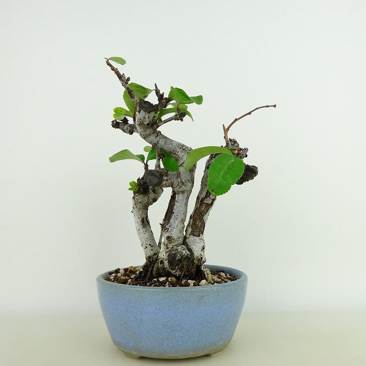 盆栽 木瓜 樹高 約16cm ぼけ Chaenomeles speciosa ボケ 白 バラ科