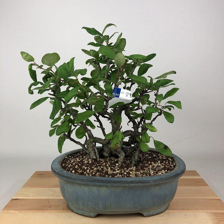 盆栽 木瓜 雲竜 樹高 約24cm ぼけ Chaenomeles speciosa ボケ バラ科