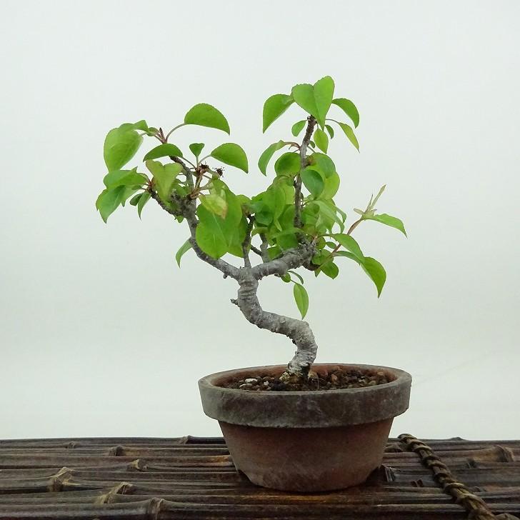 盆栽 梨 小梨 樹高 約13cm なし Pyrus pyrifolia ナシ コナシ 豆梨