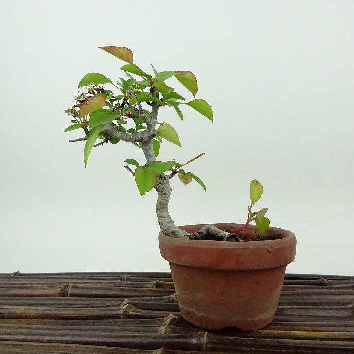 梨 盆栽 豆梨 大品盆栽 豆梨 大品盆栽 豆梨#小品盆栽#豆梨#bonsai