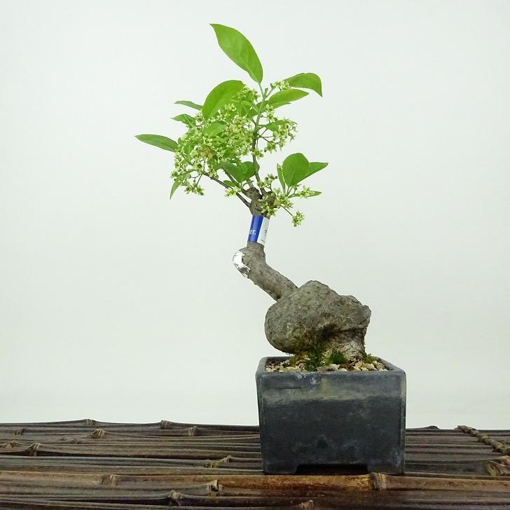 盆栽 真弓 樹高 約20cm まゆみ Euonymus sieboldianus マユミ ニシキギ