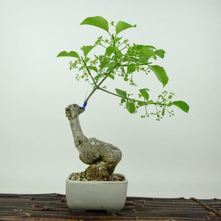 小真弓9本寄せ植え。中品盆栽。 小真弓9本寄せ植え。中品盆栽。 | Mercari