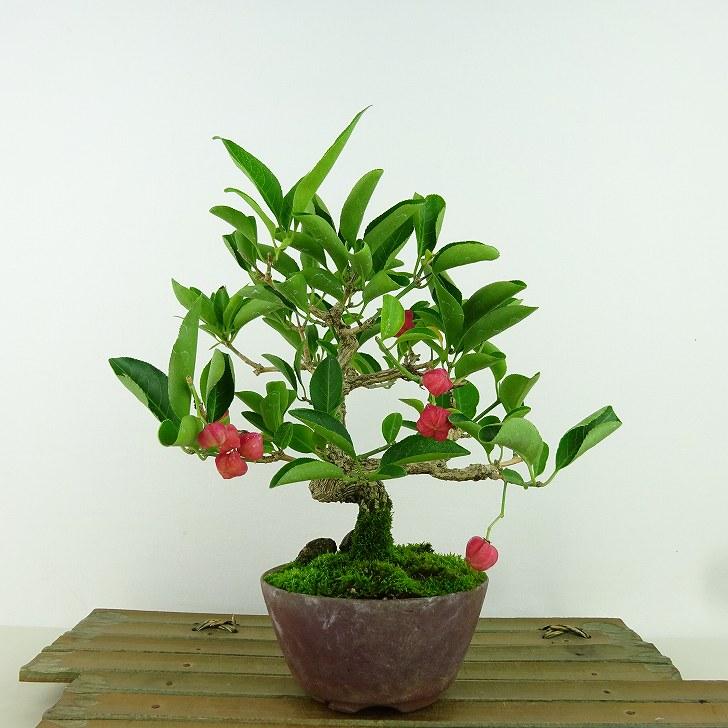 盆栽 真弓 樹高 約18cm まゆみ Euonymus sieboldianus マユミ 実物 赤