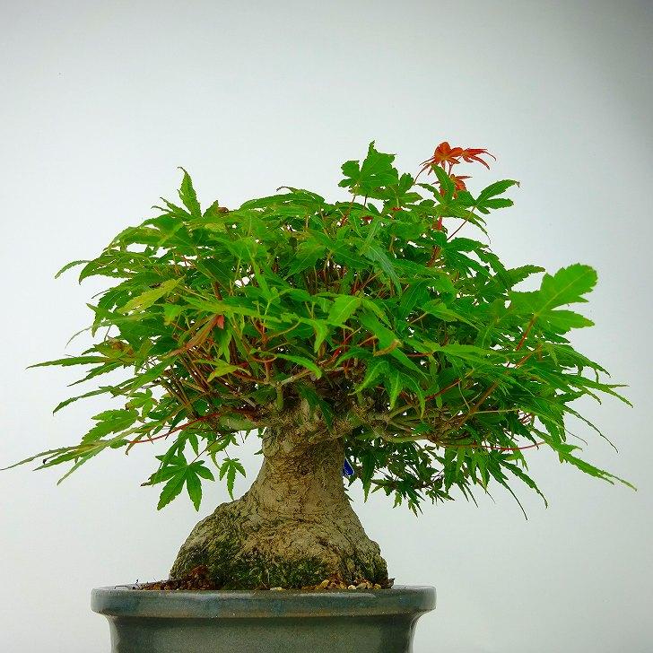 盆栽 紅葉 樹高 約21cm もみじ 高級盆栽 Acer palmatum モミジ 盆栽 紅葉 樹高 約21cm もみじ 高級盆栽 Acer palmatum モミジ