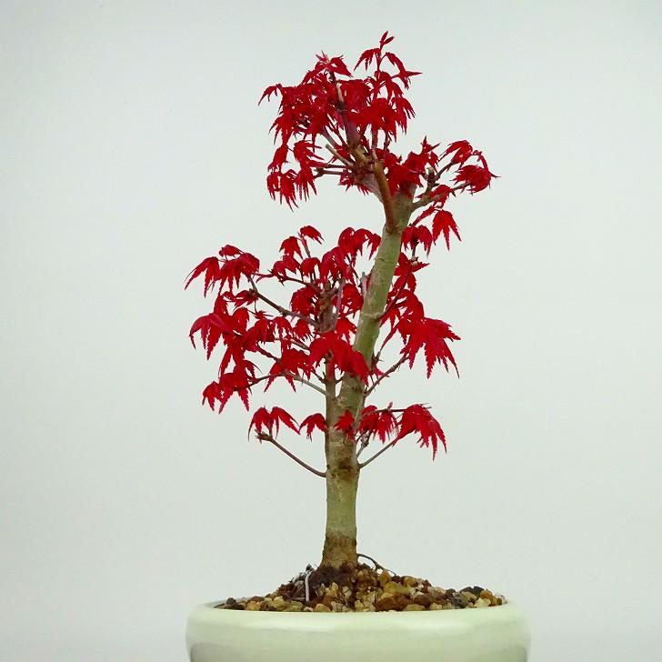 盆栽 紅葉 出猩々 樹高 約18cm もみじ Acer palmatum モミジ カエデ科 落葉樹 観賞用 小品 現品｜haniwa-bonsai｜02