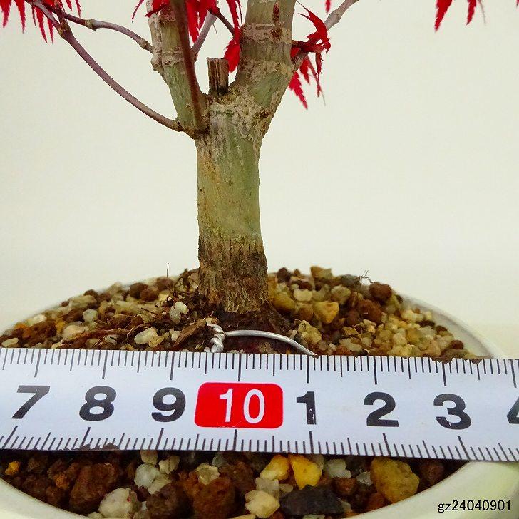 盆栽 紅葉 出猩々 樹高 約18cm もみじ Acer palmatum モミジ カエデ科 落葉樹 観賞用 小品 現品｜haniwa-bonsai｜05