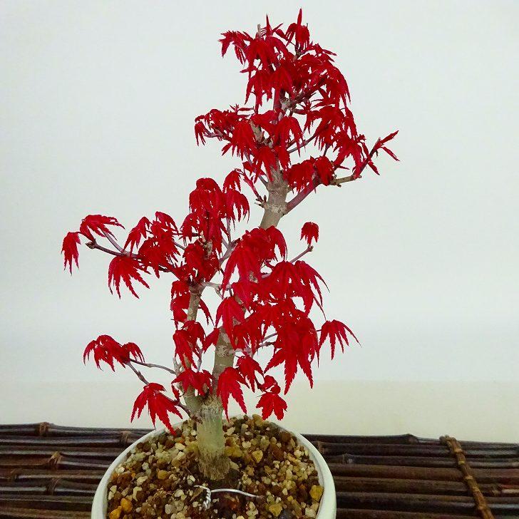 盆栽 紅葉 出猩々 樹高 約18cm もみじ Acer palmatum モミジ カエデ科 落葉樹 観賞用 小品 現品｜haniwa-bonsai｜07