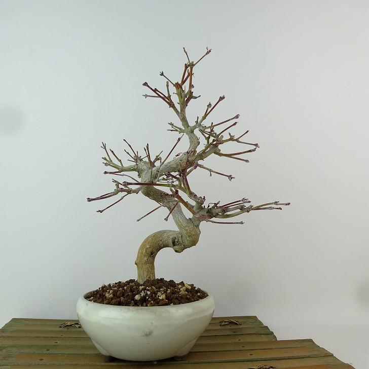 盆栽 紅葉 樹高 約23cm もみじ Acer palmatum モミジ カエデ科 盆栽 紅葉 樹高 約23cm もみじ Acer palmatum モミジ カエデ科