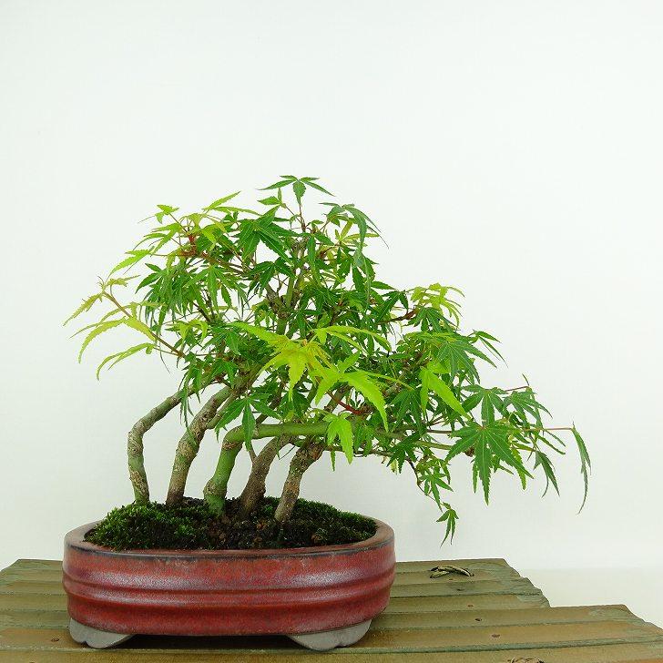盆栽 紅葉 樹高 約15cm もみじ Acer palmatum モミジ エデ科 盆栽 紅葉 樹高 約15cm もみじ Acer palmatum モミジ エデ科