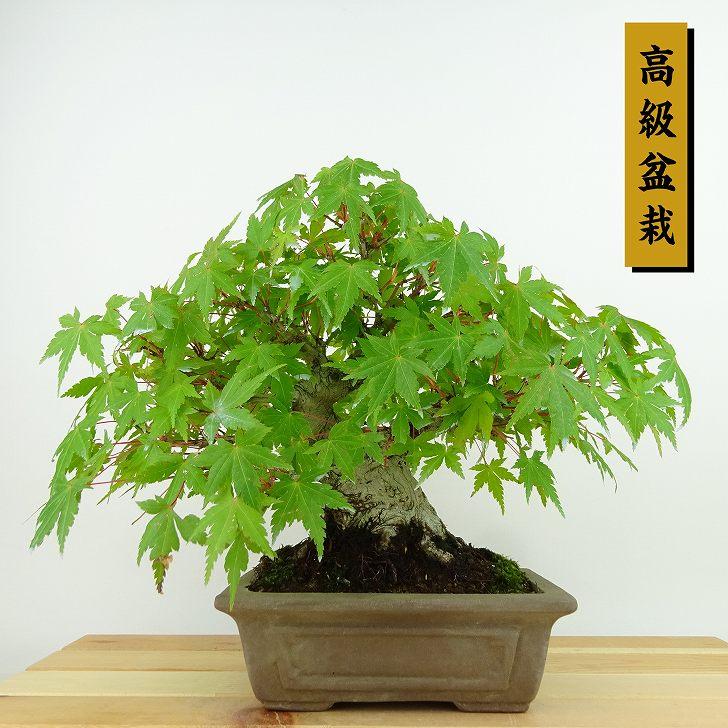 盆栽 紅葉 樹高 約20cm もみじ 高級盆栽 Acer palmatum モミジ 盆栽 紅葉 樹高 約20cm もみじ 高級盆栽 Acer palmatum モミジ