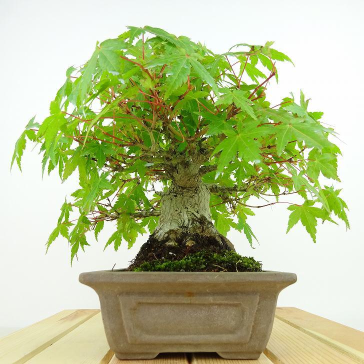 盆栽 紅葉 樹高 約20cm もみじ 高級盆栽 Acer palmatum モミジ 盆栽 紅葉 樹高 約20cm もみじ 高級盆栽 Acer palmatum モミジ