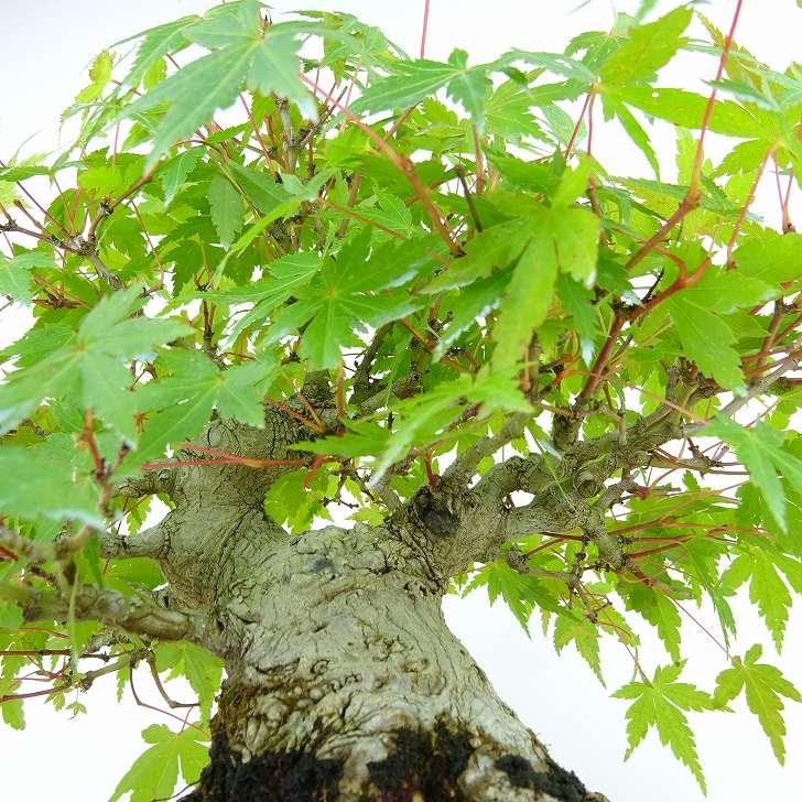 盆栽 紅葉 樹高 約20cm もみじ 高級盆栽 Acer palmatum モミジ 盆栽 紅葉 樹高 約20cm もみじ 高級盆栽 Acer palmatum モミジ