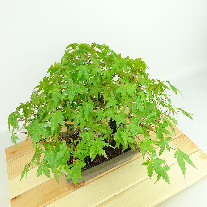 盆栽 紅葉 樹高 約20cm もみじ 高級盆栽 Acer palmatum モミジ 盆栽 紅葉 樹高 約20cm もみじ 高級盆栽 Acer palmatum モミジ