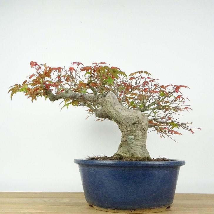 盆栽 紅葉 樹高 約23cm もみじ 高級盆栽 Acer palmatum モミジ 盆栽 紅葉 樹高 約23cm もみじ 高級盆栽 Acer palmatum モミジ