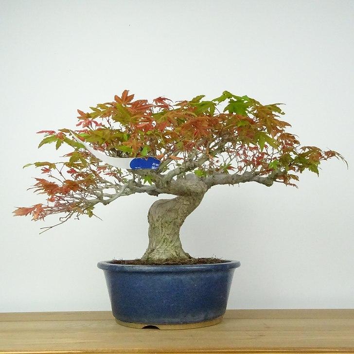 盆栽 紅葉 樹高 約23cm もみじ 高級盆栽 Acer palmatum モミジ カエデ