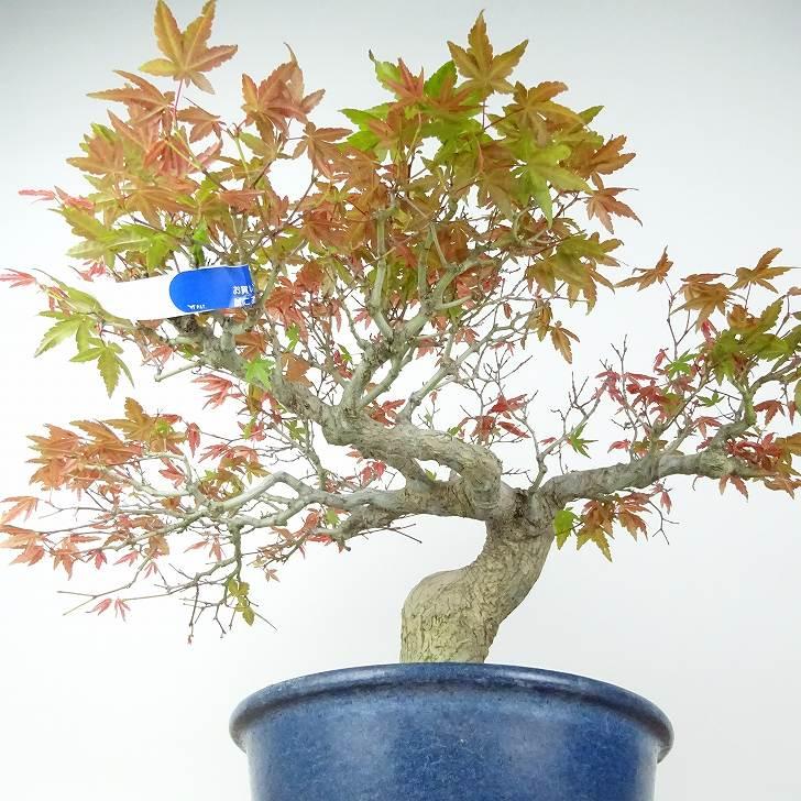 盆栽 紅葉 樹高 約23cm もみじ 高級盆栽 Acer palmatum モミジ 盆栽 紅葉 樹高 約23cm もみじ 高級盆栽 Acer palmatum モミジ