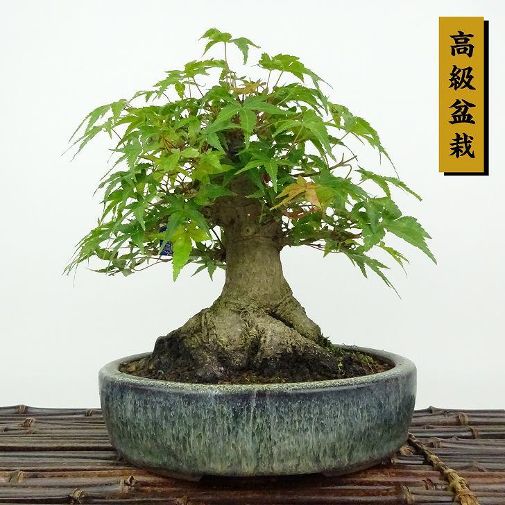 盆栽 紅葉 樹高 約18cm もみじ 高級盆栽 Acer palmatum モミジ 盆栽 紅葉 樹高 約18cm もみじ 高級盆栽 Acer palmatum モミジ