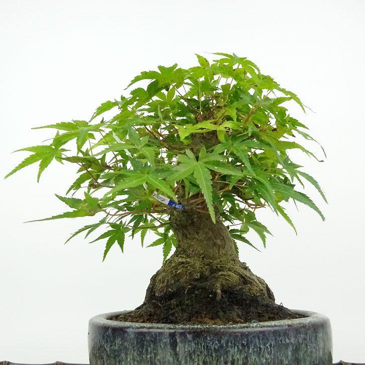 盆栽 紅葉 樹高 約18cm もみじ 高級盆栽 Acer palmatum モミジ 盆栽 紅葉 樹高 約18cm もみじ 高級盆栽 Acer palmatum モミジ