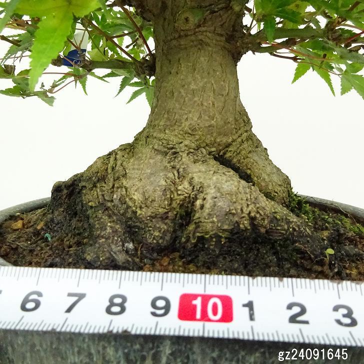 盆栽 紅葉 樹高 約18cm もみじ 高級盆栽 Acer palmatum モミジ 盆栽 紅葉 樹高 約18cm もみじ 高級盆栽 Acer palmatum モミジ