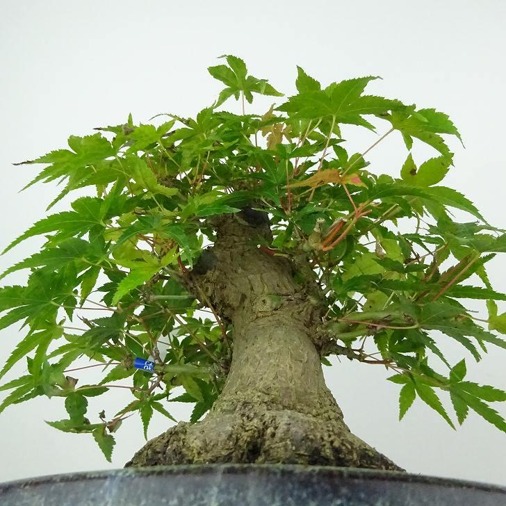 盆栽 紅葉 樹高 約18cm もみじ 高級盆栽 Acer palmatum モミジ 盆栽 紅葉 樹高 約18cm もみじ 高級盆栽 Acer palmatum モミジ