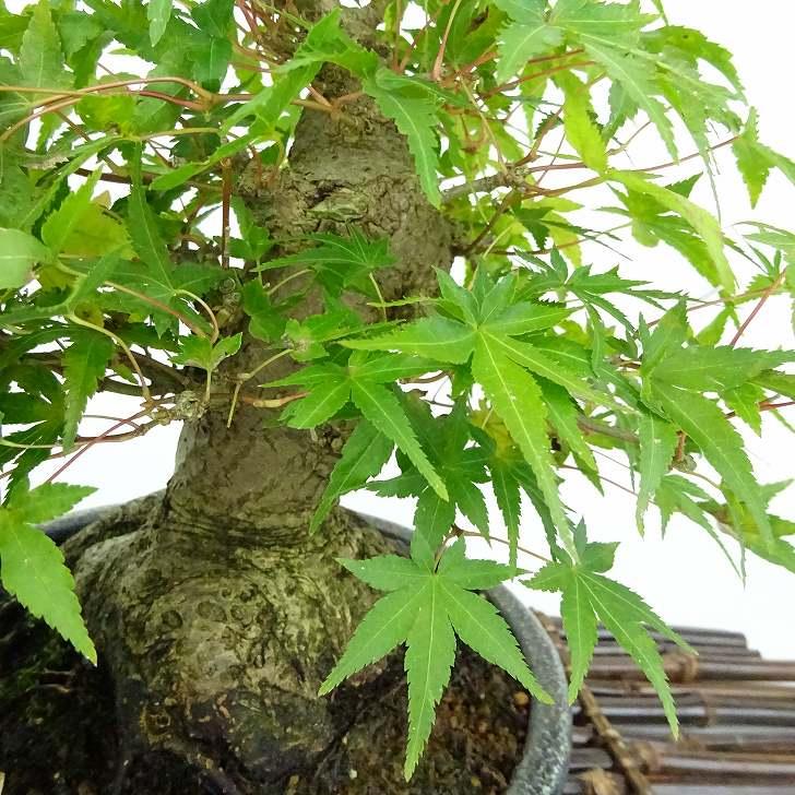 盆栽 紅葉 樹高 約18cm もみじ 高級盆栽 Acer palmatum モミジ 盆栽 紅葉 樹高 約18cm もみじ 高級盆栽 Acer palmatum モミジ