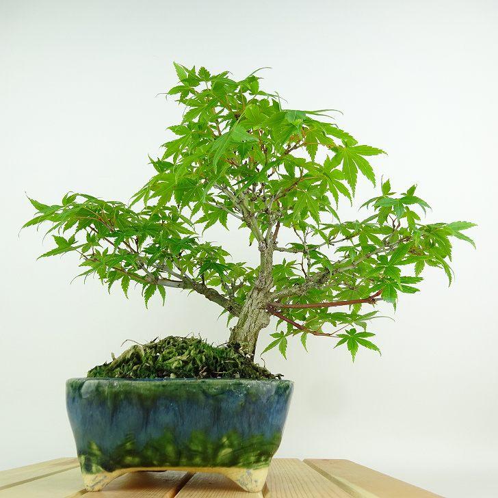 盆栽 紅葉 樹高 約23cm もみじ Acer palmatum モミジ カエデ科 盆栽 紅葉 樹高 約23cm もみじ Acer palmatum モミジ カエデ科