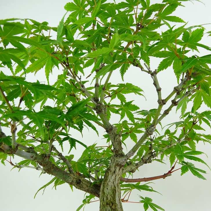 盆栽 紅葉 樹高 約23cm もみじ Acer palmatum モミジ カエデ科 盆栽 紅葉 樹高 約23cm もみじ Acer palmatum モミジ カエデ科