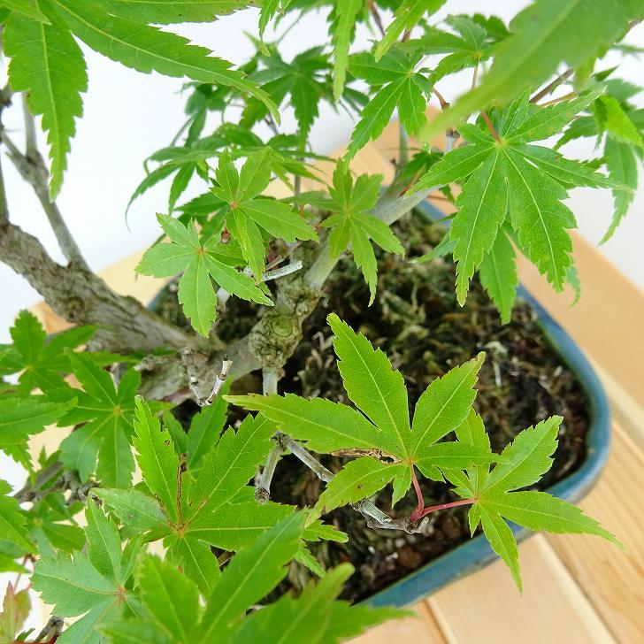 盆栽 紅葉 樹高 約23cm もみじ Acer palmatum モミジ カエデ科 盆栽 紅葉 樹高 約23cm もみじ Acer palmatum モミジ カエデ科