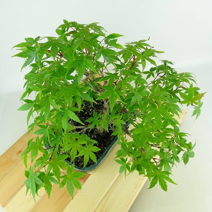 盆栽 紅葉 樹高 約23cm もみじ Acer palmatum モミジ カエデ科 盆栽 紅葉 樹高 約23cm もみじ Acer palmatum モミジ カエデ科