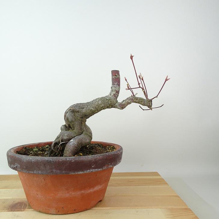 盆栽 紅葉 荒皮 樹高 約14cm もみじ Acer palmatum モミジ カエデ科