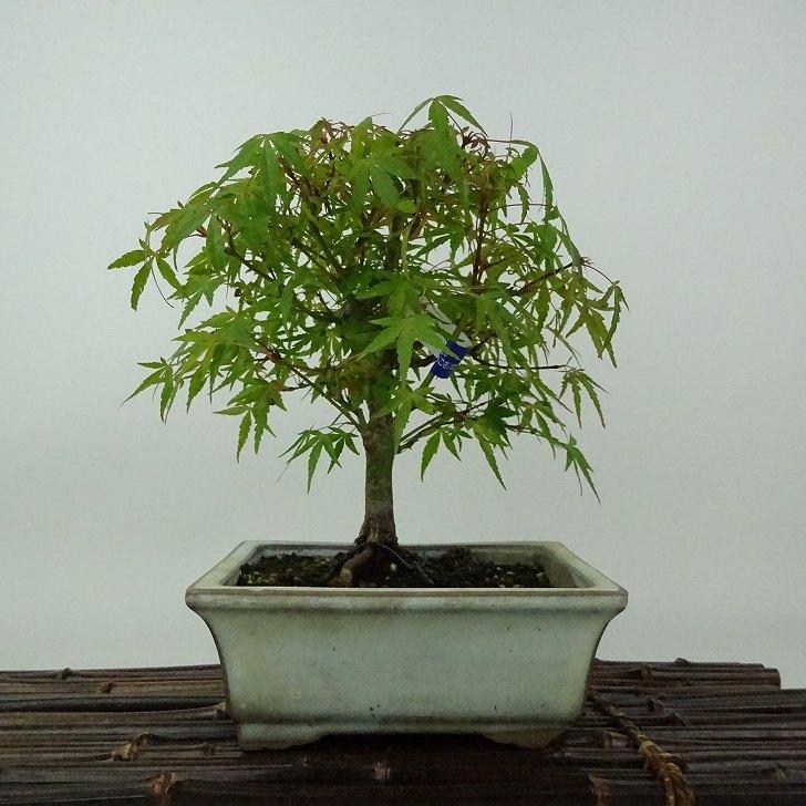 盆栽 紅葉 置霜 樹高 約19cm もみじ Acer palmatum モミジ