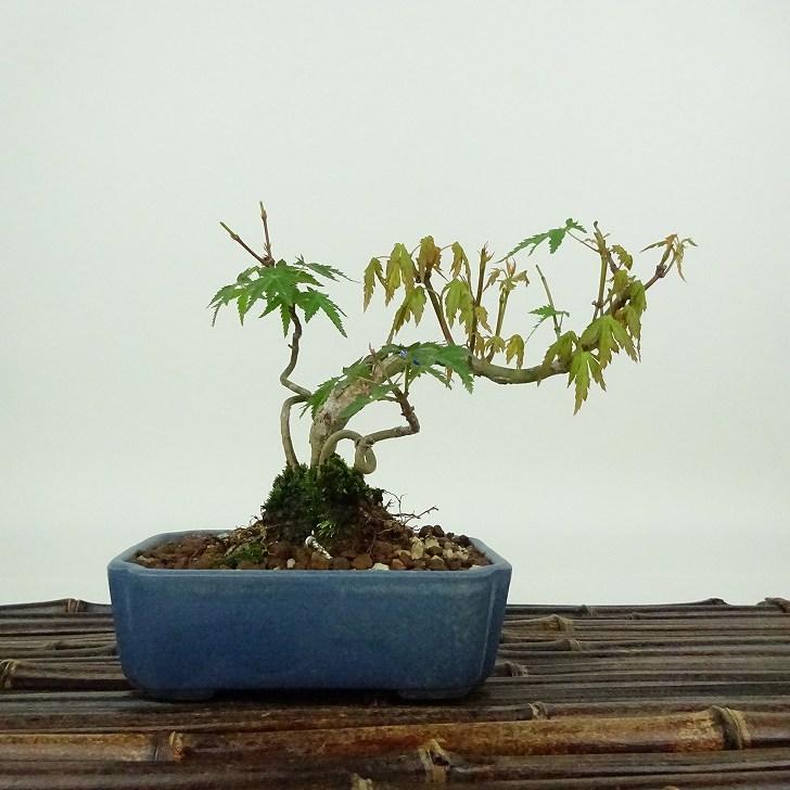 盆栽 紅葉 樹高 約10cm もみじ Acer palmatum モミジ カエデ科 落葉樹