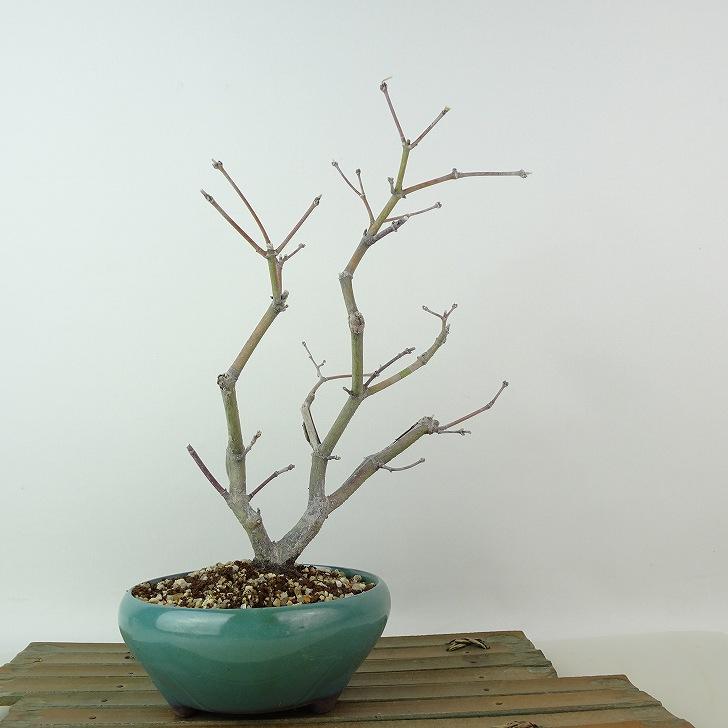 盆栽 紅葉 一行寺 樹高 約24cm もみじ Acer palmatum モミジ カエデ科