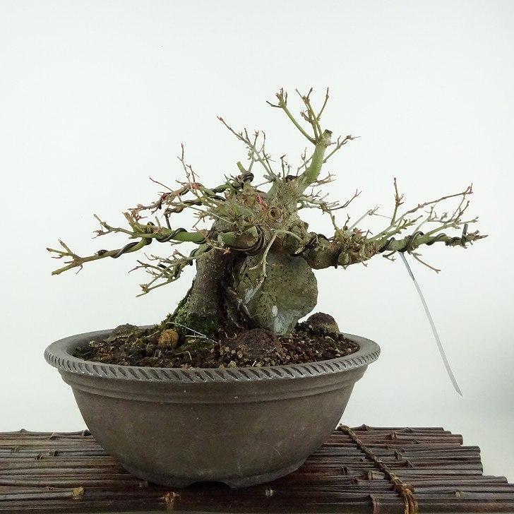 盆栽 紅葉 樹高 約17cm もみじ Acer palmatum モミジ 石付き 盆栽 紅葉 樹高 約17cm もみじ Acer palmatum モミジ 石付き
